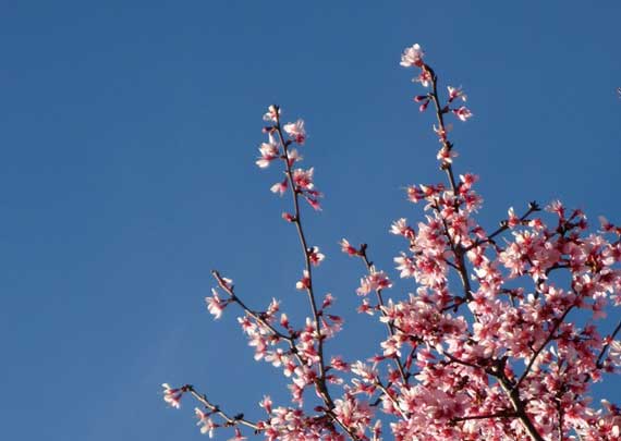 blossoms_on_tree.jpg