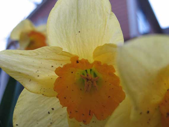 daffodil_aging.jpg