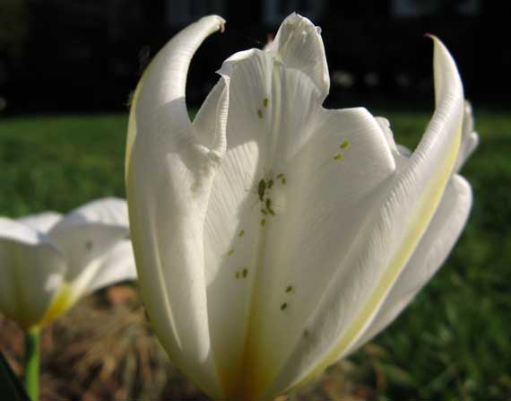 tulip_white.jpg