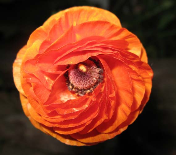 fleur_orange_eye.jpg