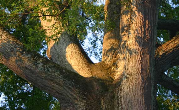 tree_trunk_branching.jpg