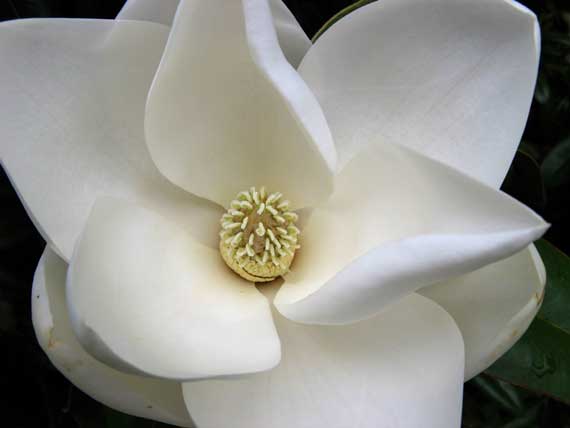 magnolia_blossom.jpg