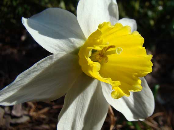 flowering_not_daffodil.jpg