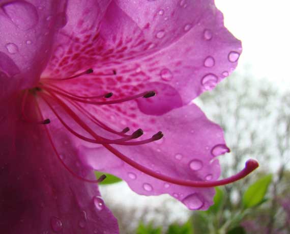 azalea_pink_rainy.jpg