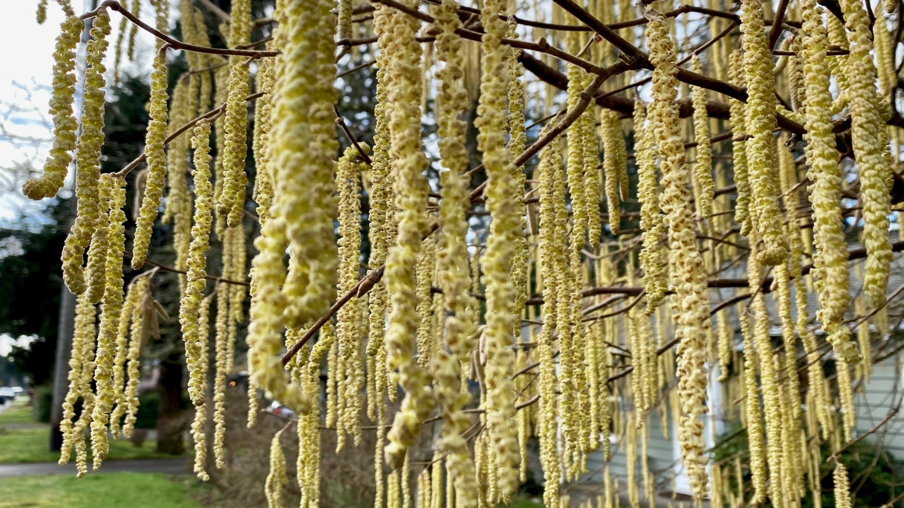 Catkins maybe