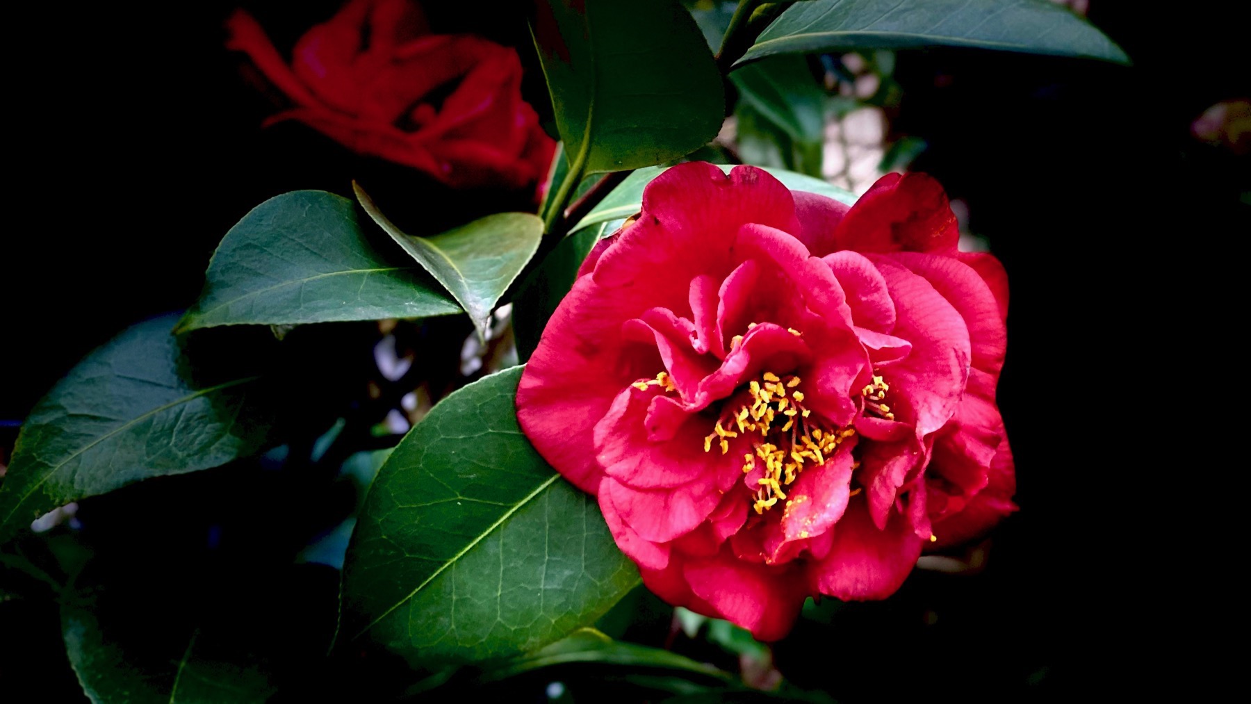 Portrait camellia