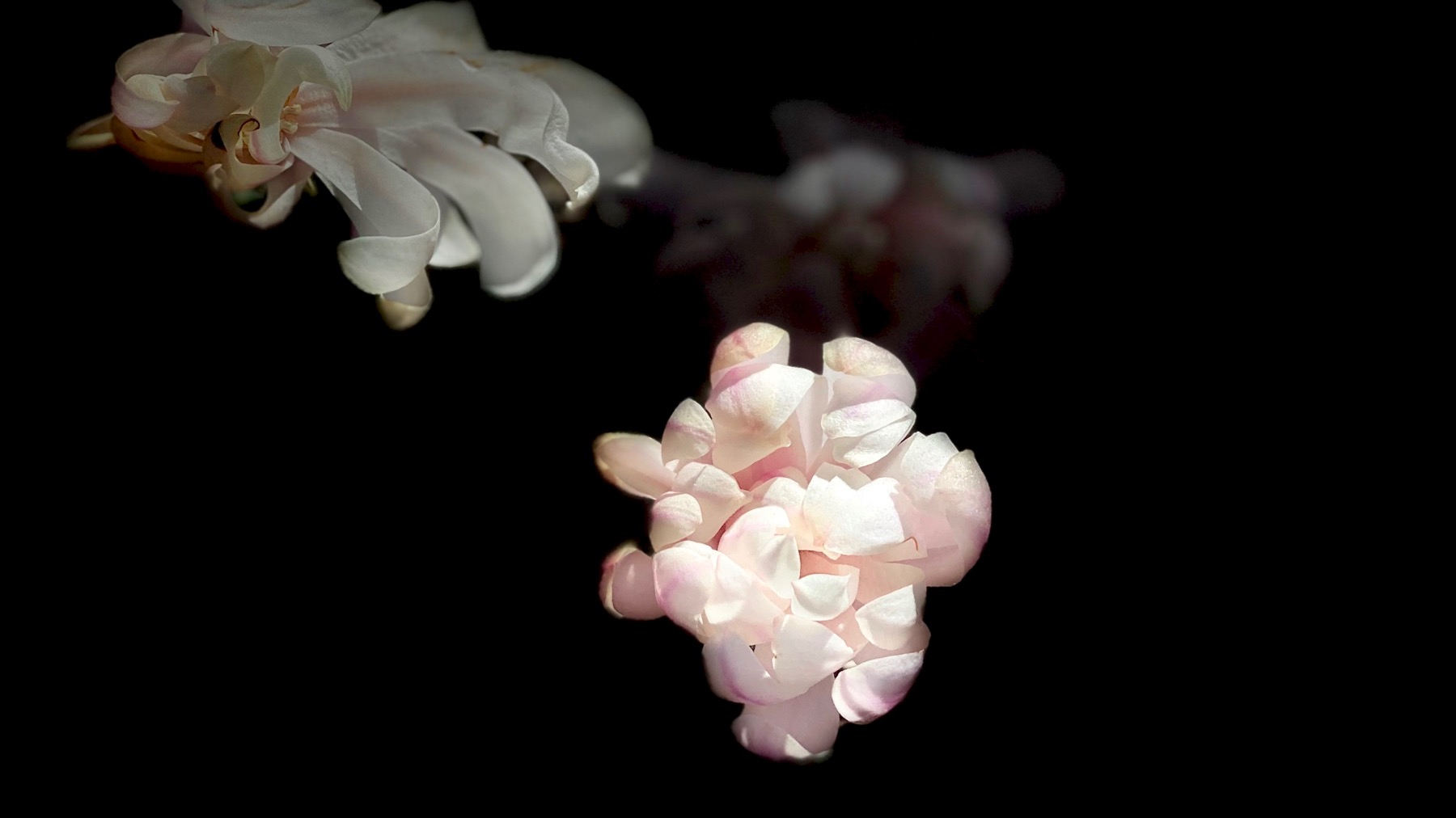 Small magnolia