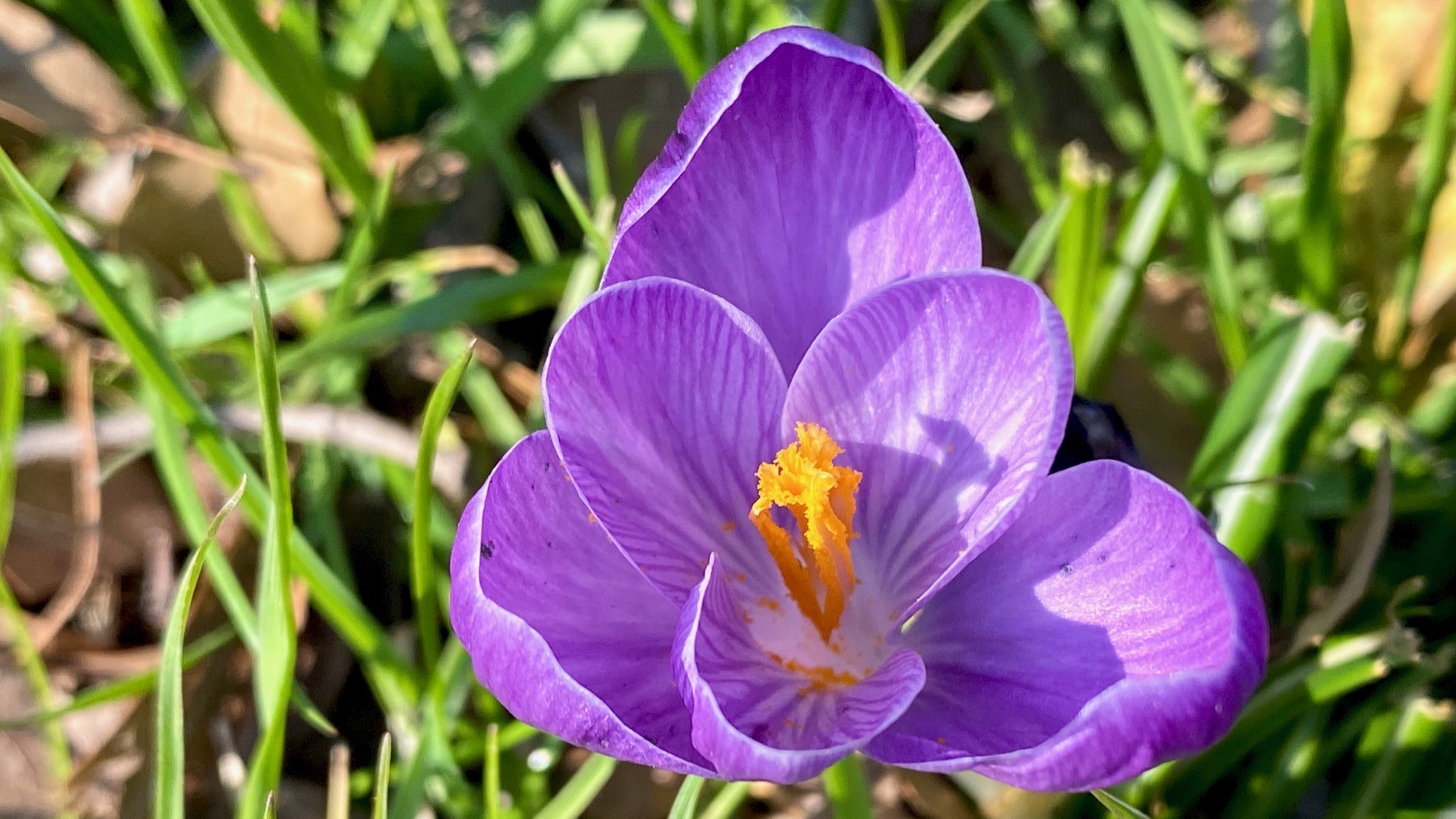 Crocus med purple