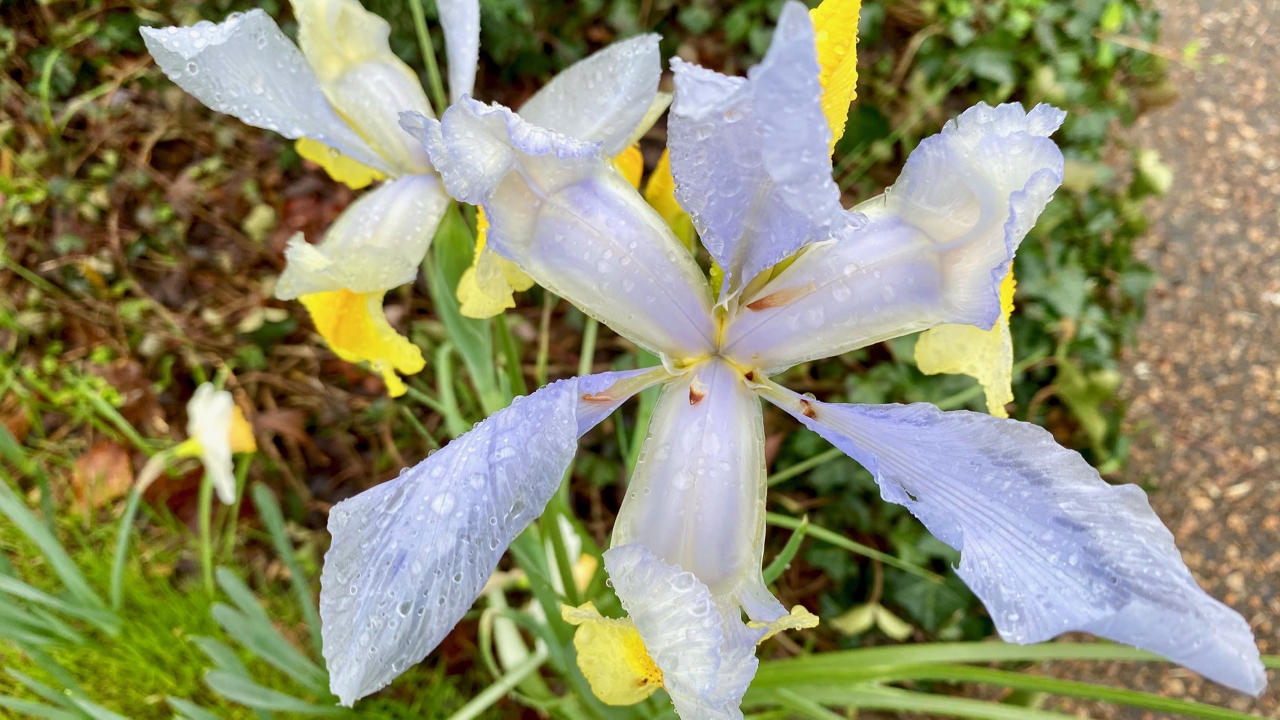 Delicate iris