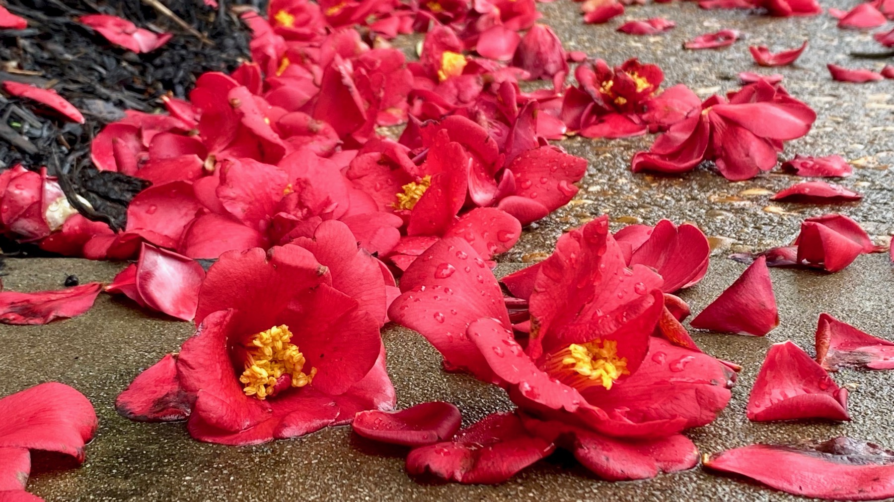 Fallen camellias