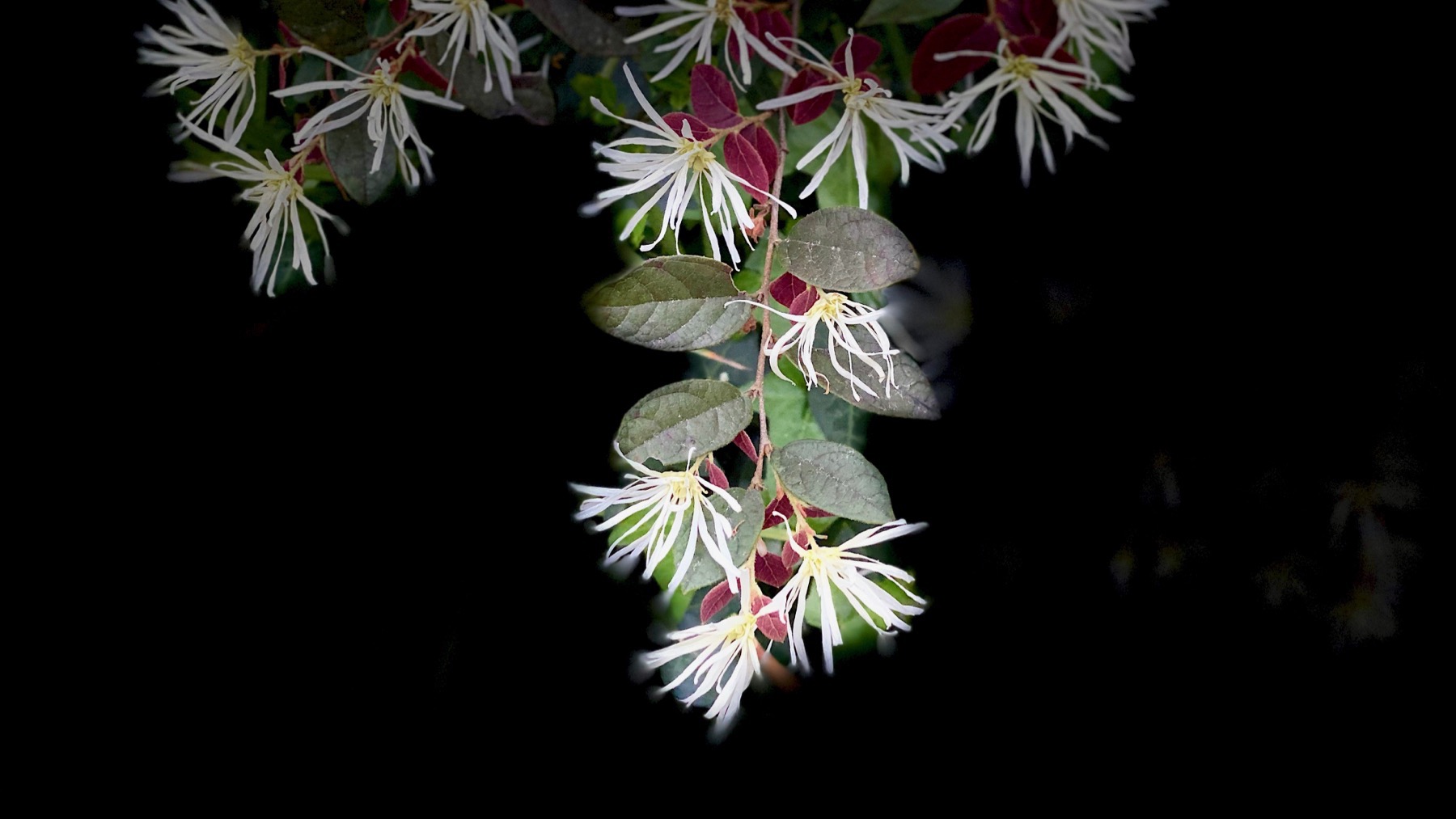 Fringe tree