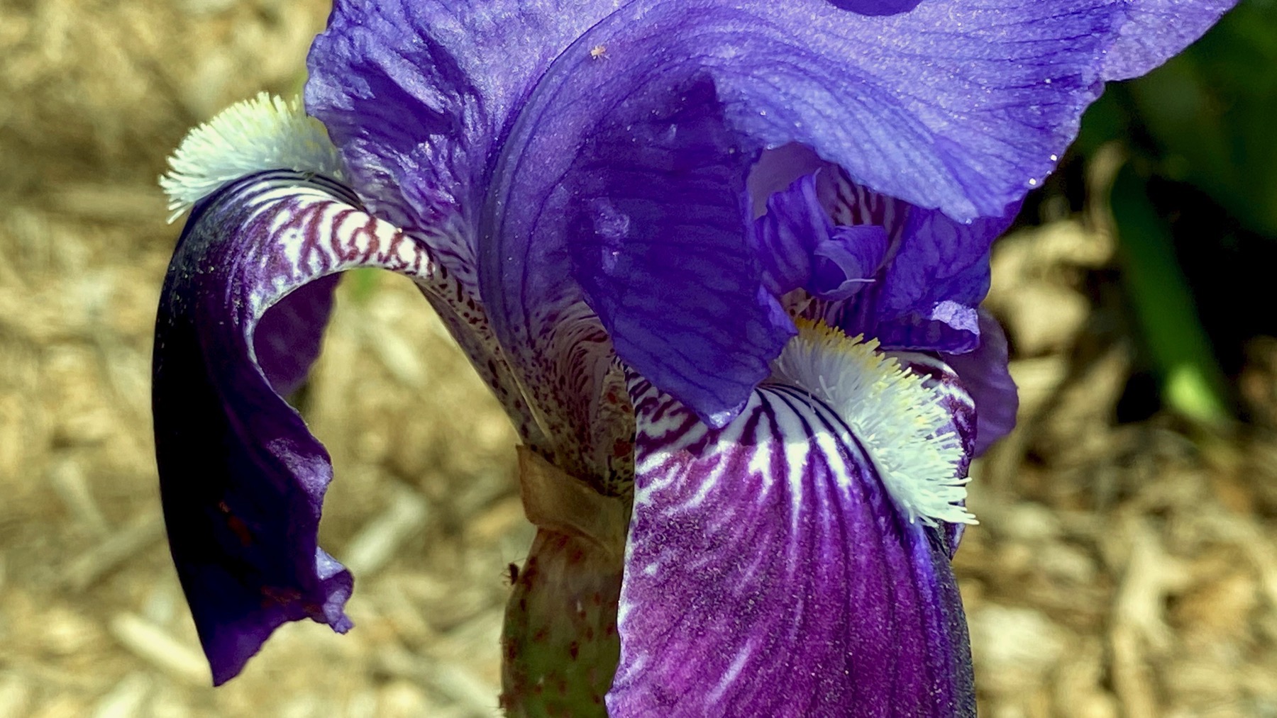 More iris