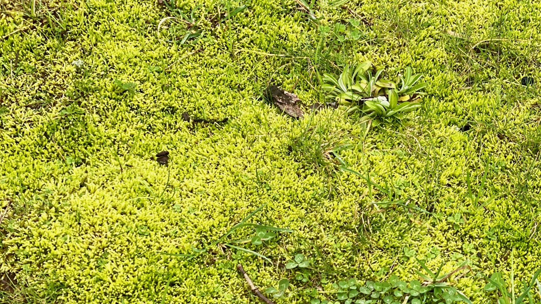 Moss vibrant