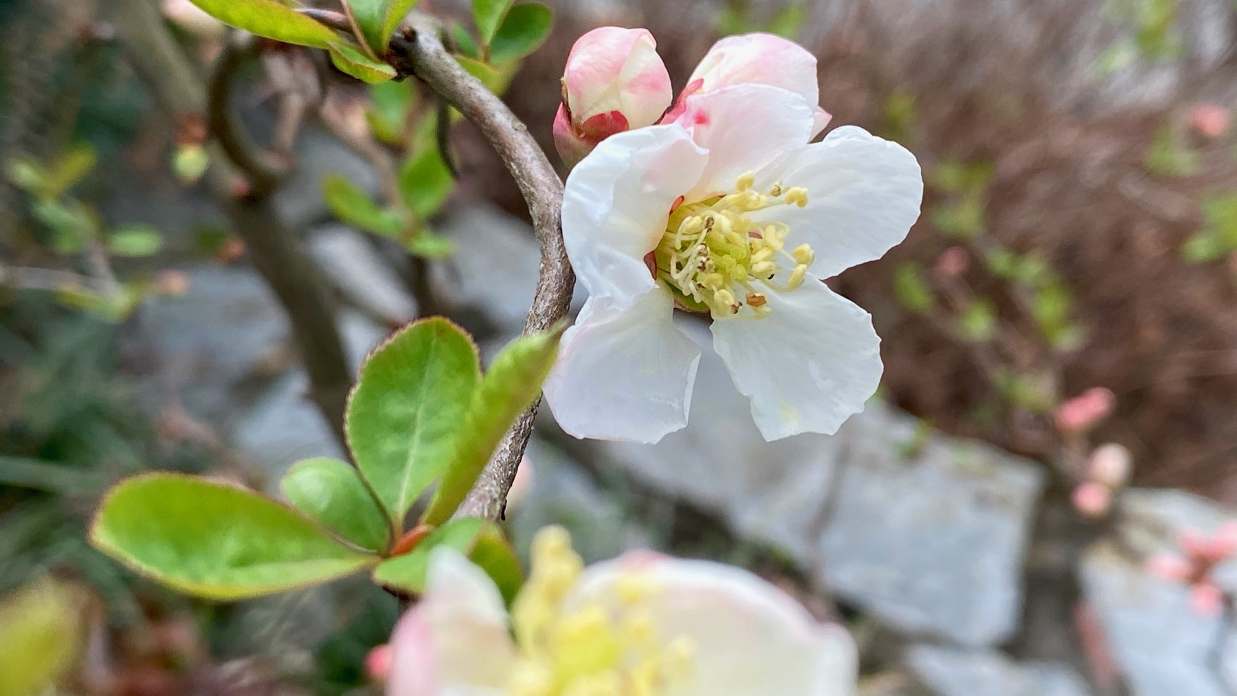 Our quince blooms again