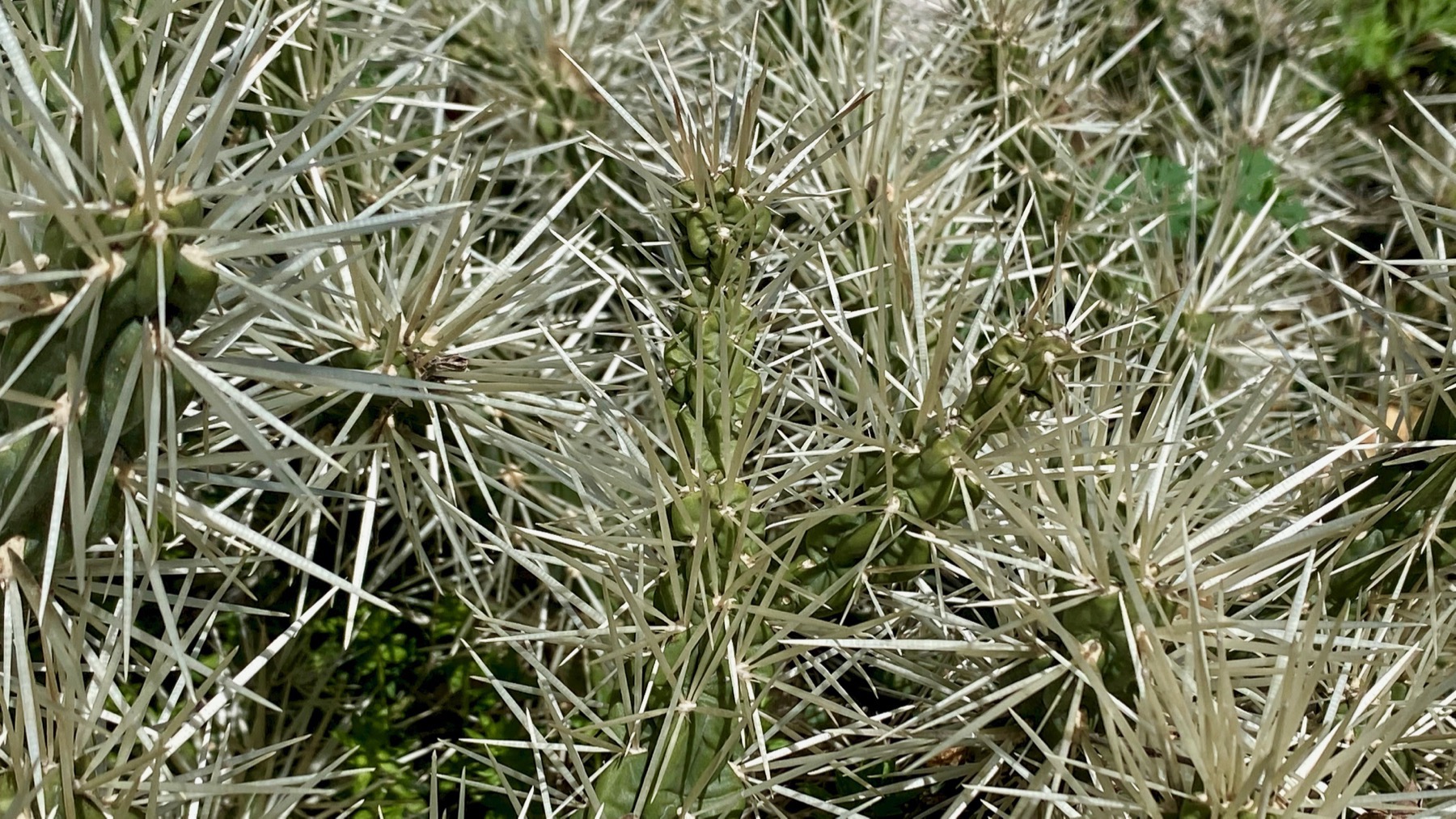 Spiny cacti