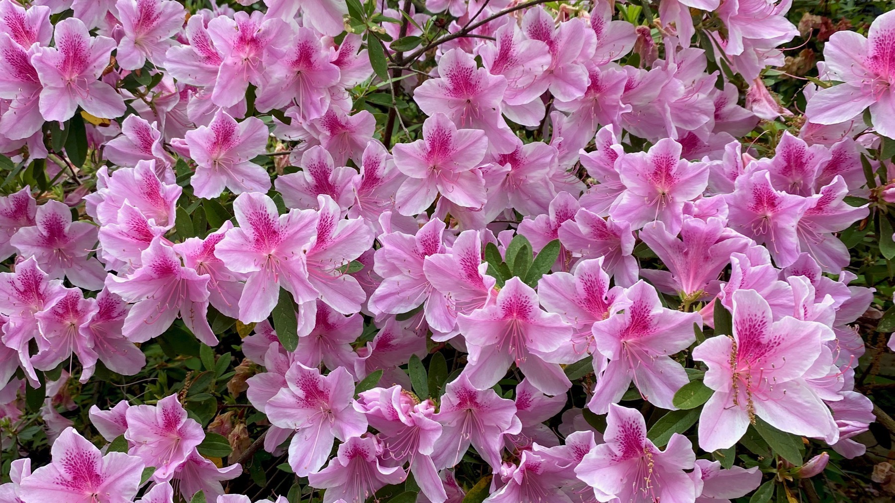 Azalea pink