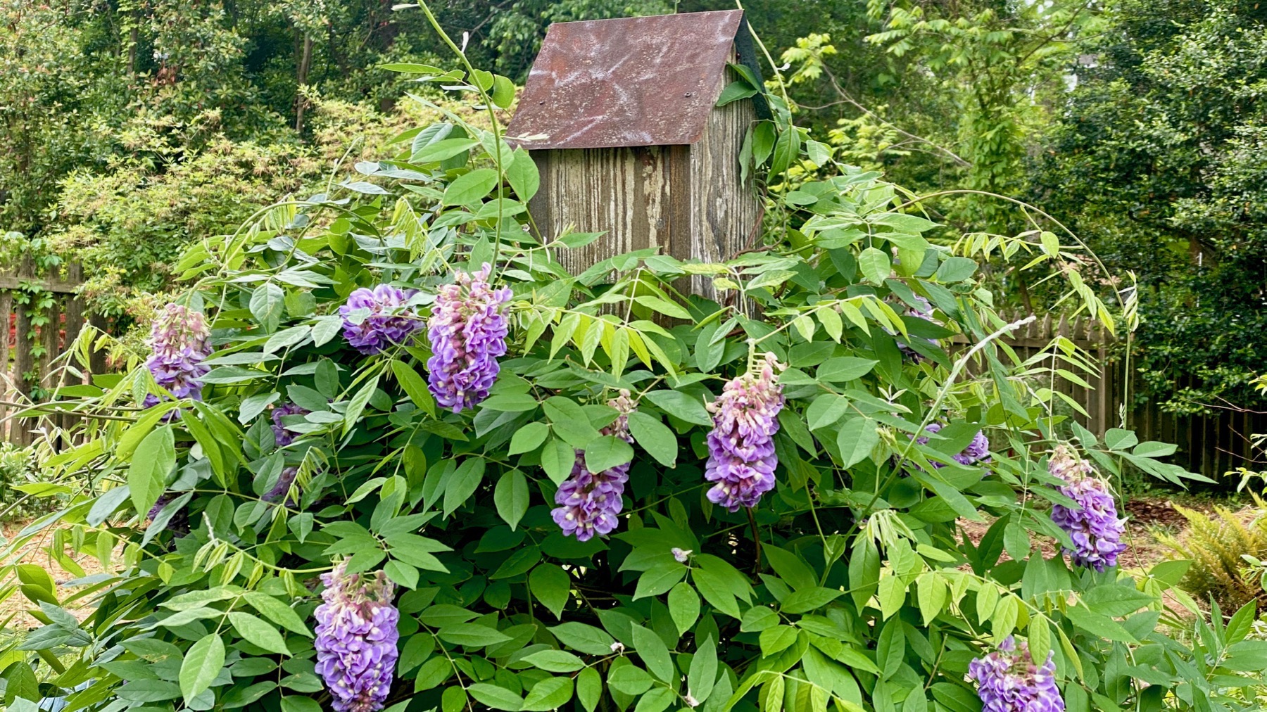 Birdhouse wisteria