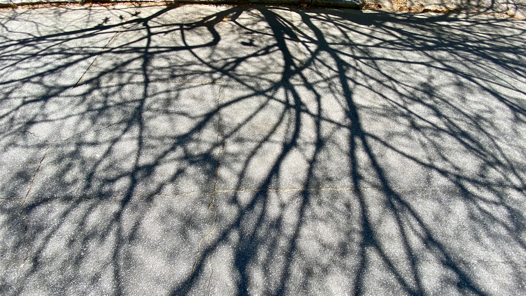Branching shadows
