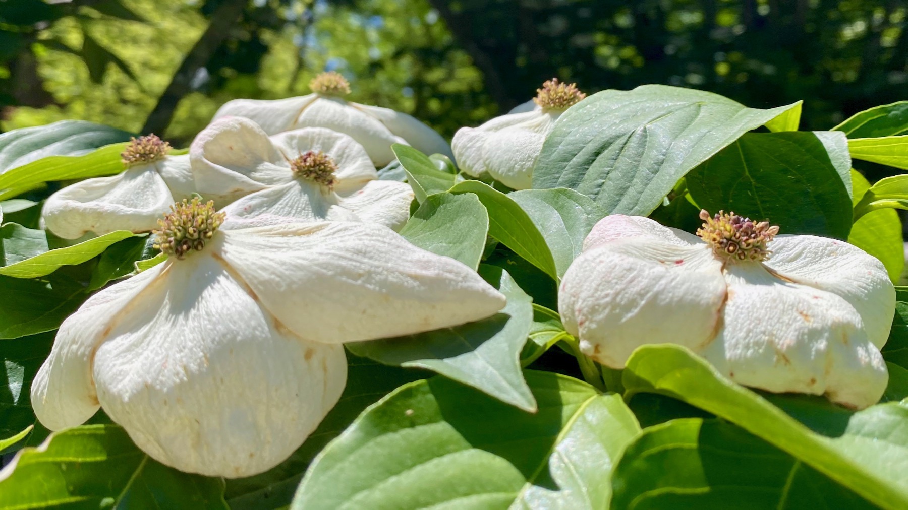 Dogwood blooms fading