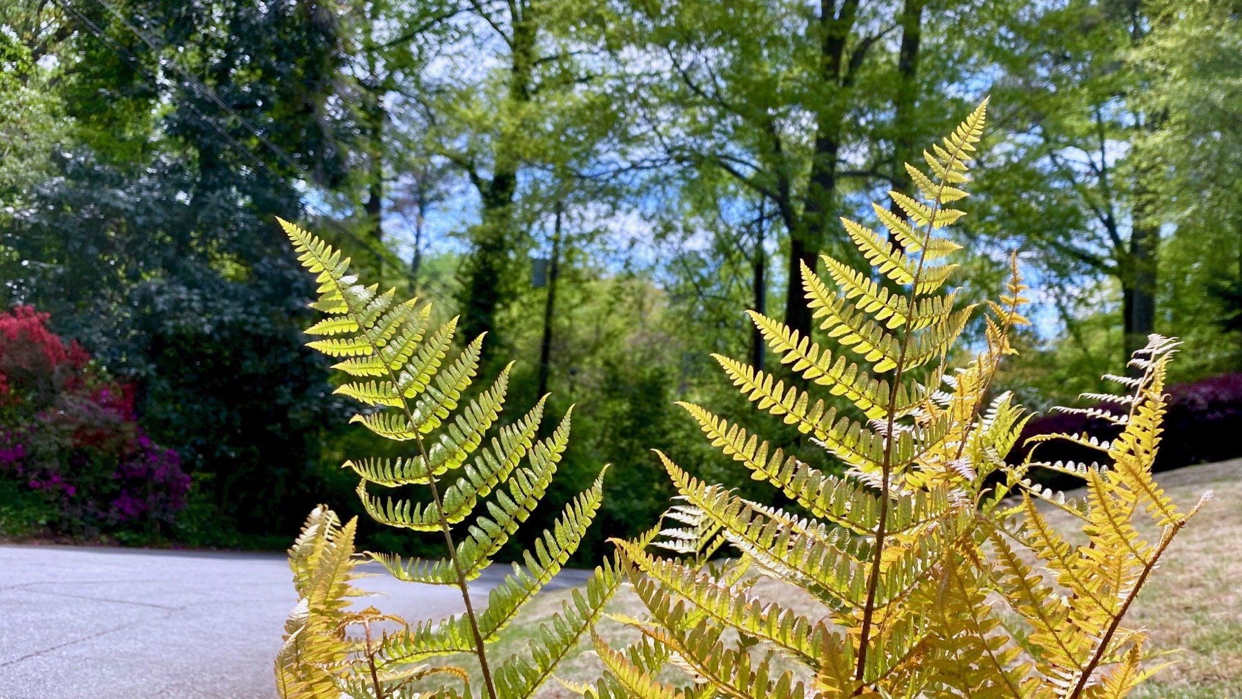 Fern fun