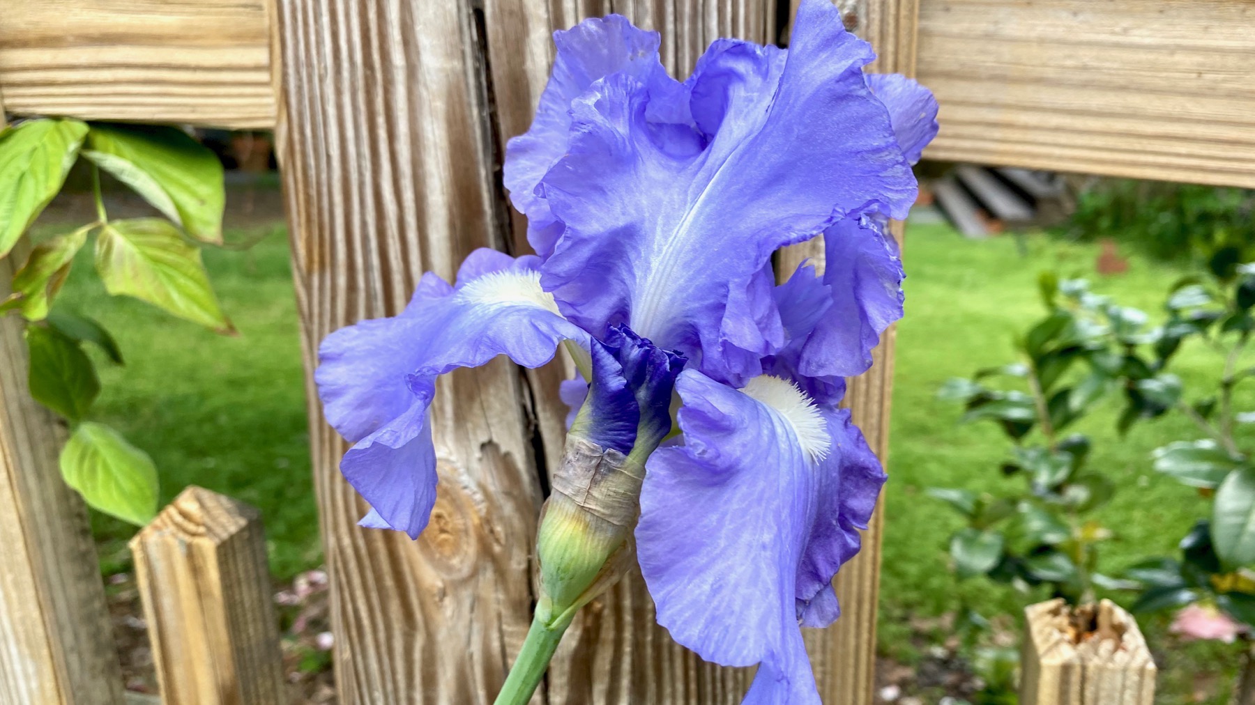 Iris fence