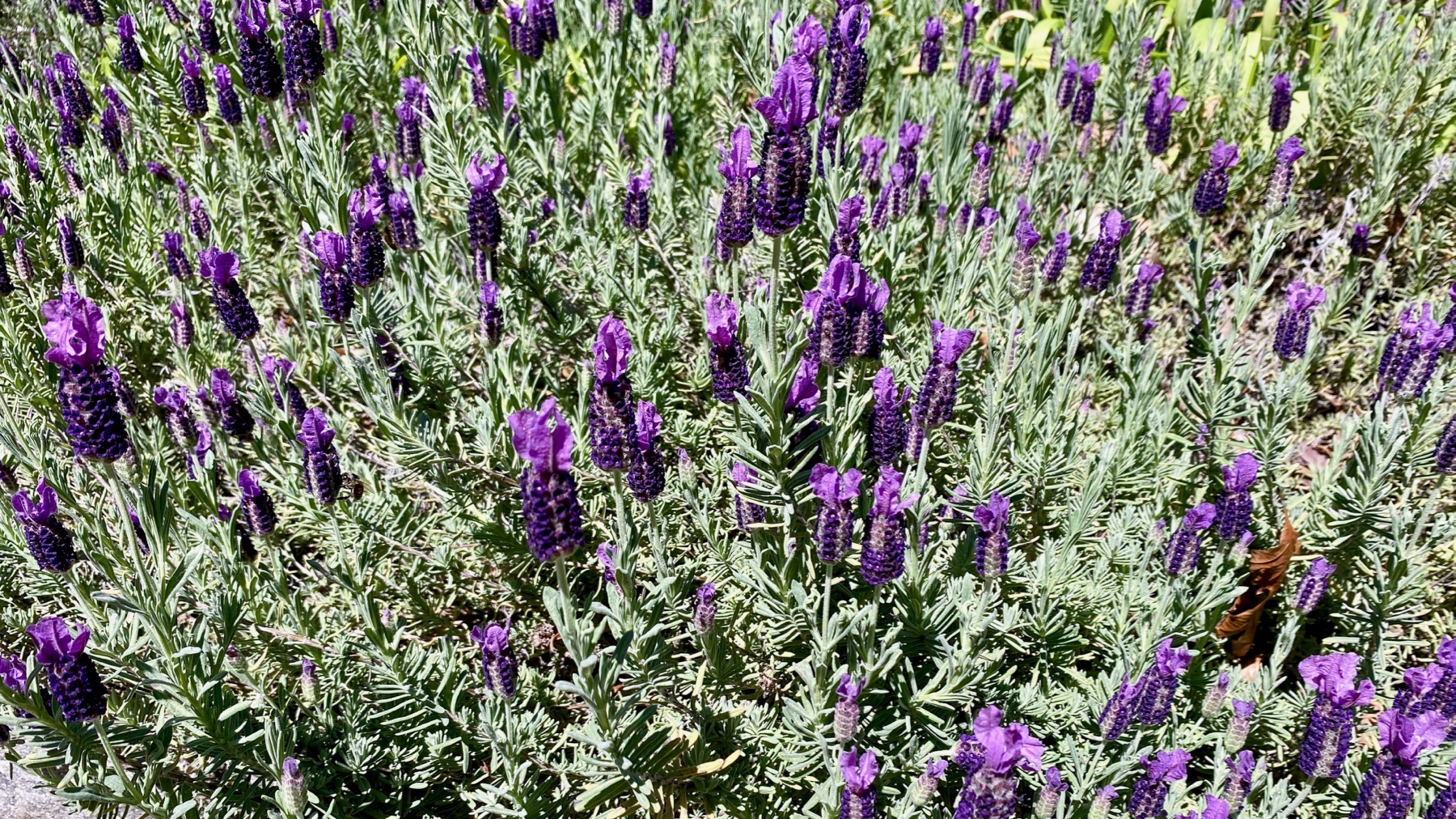 Ornamental maybe lavender