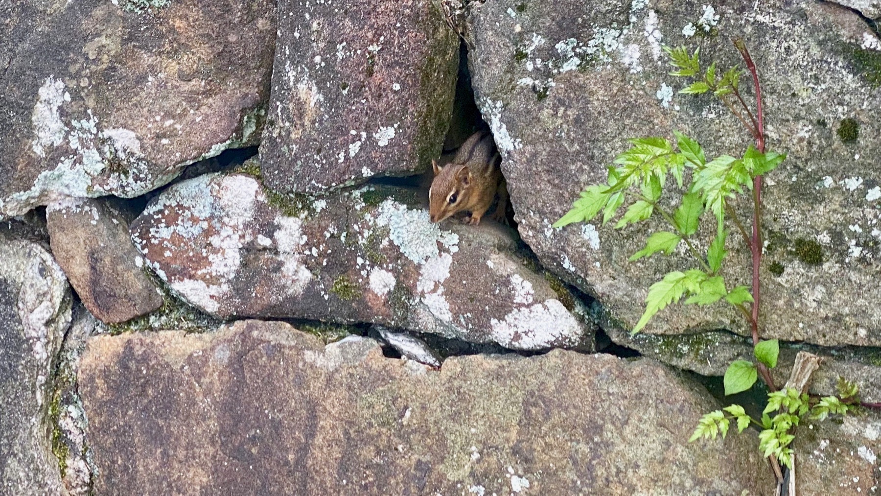 Peeking chipmunk