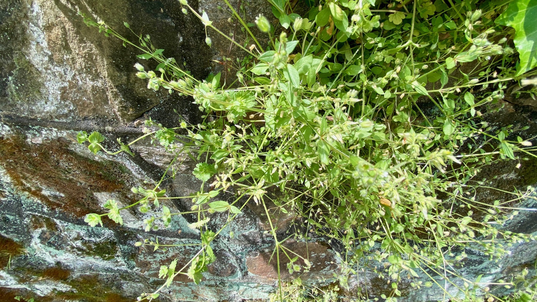 Weed wall