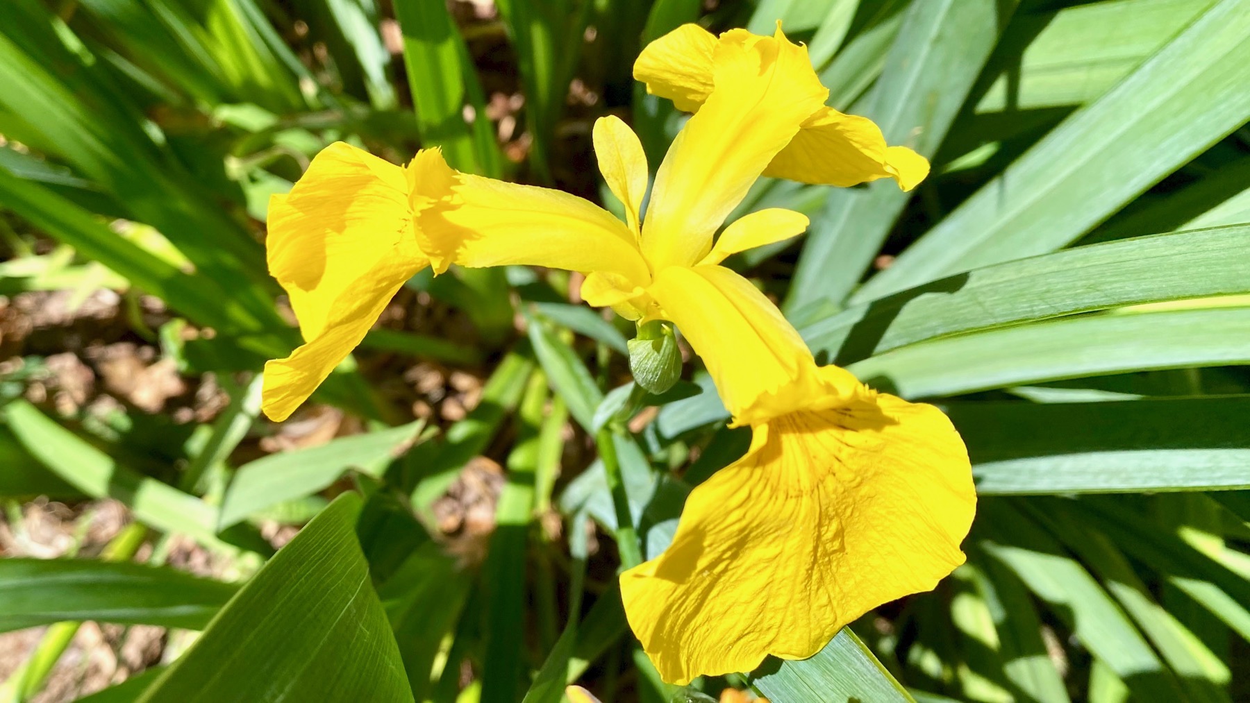 Yellow iris