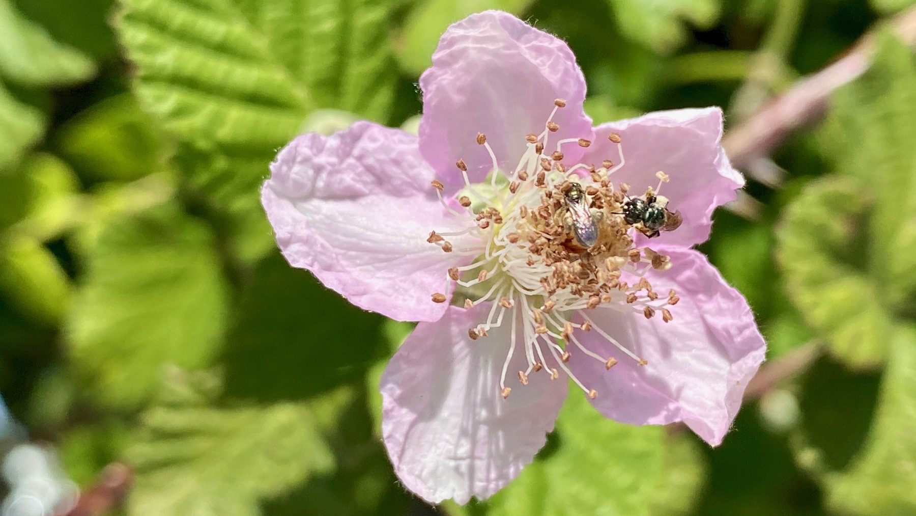 Berry blossom