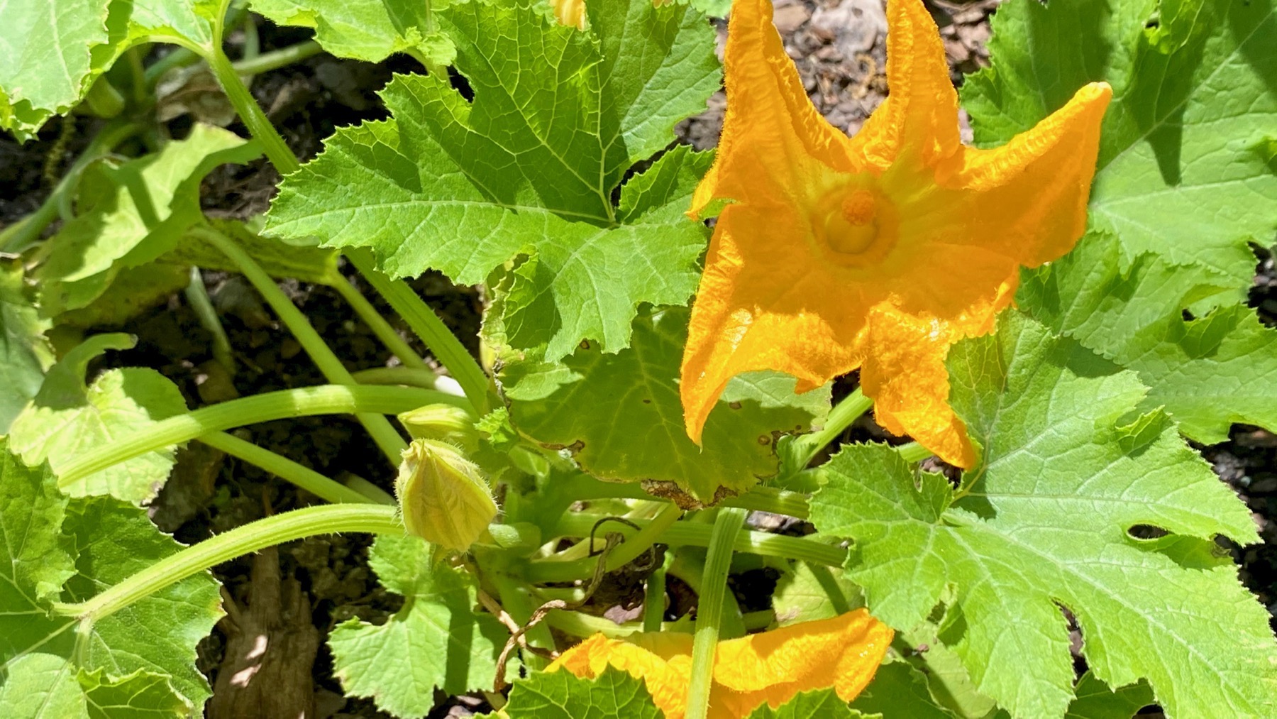 Blooming squash