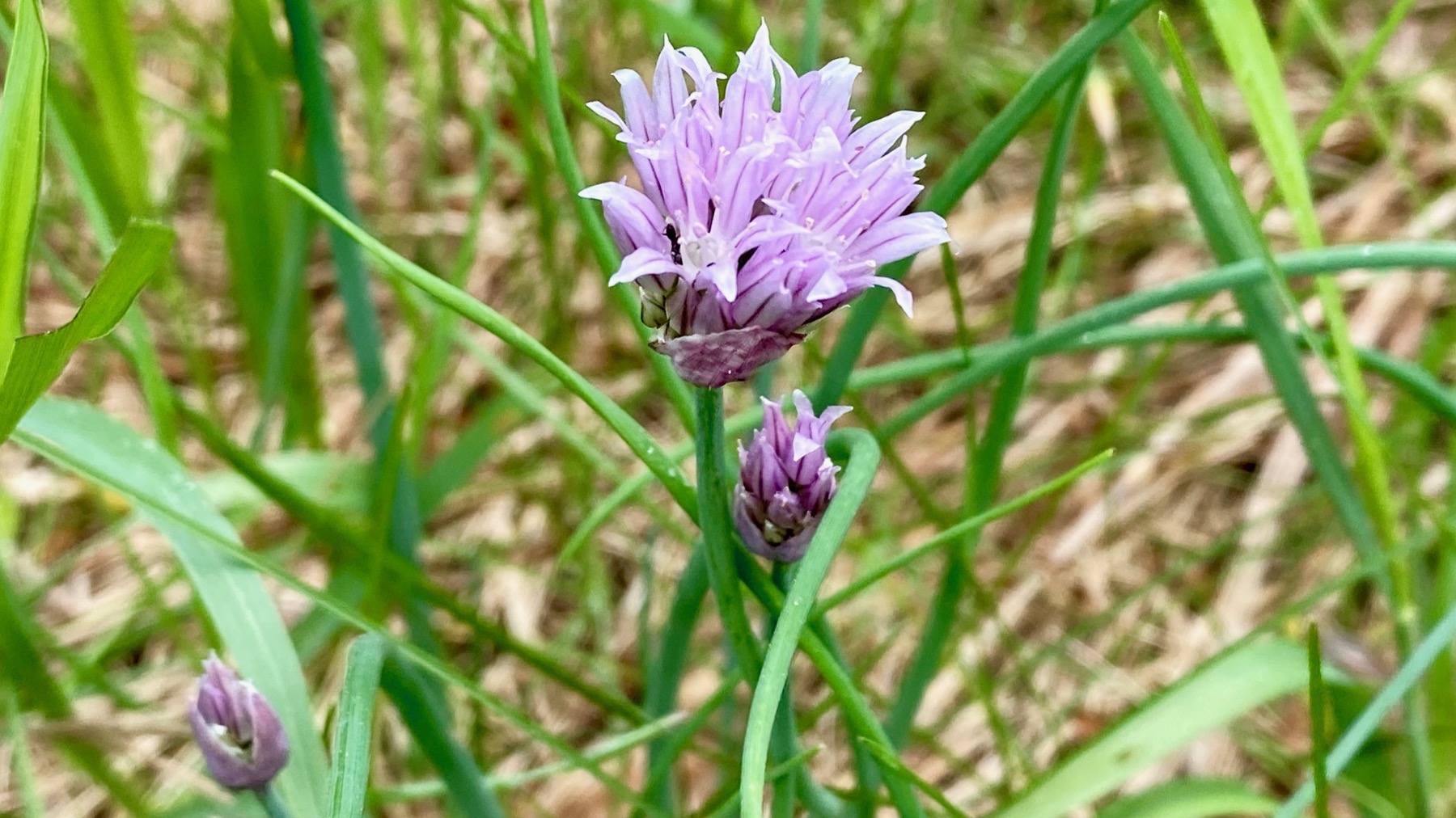 Chive time