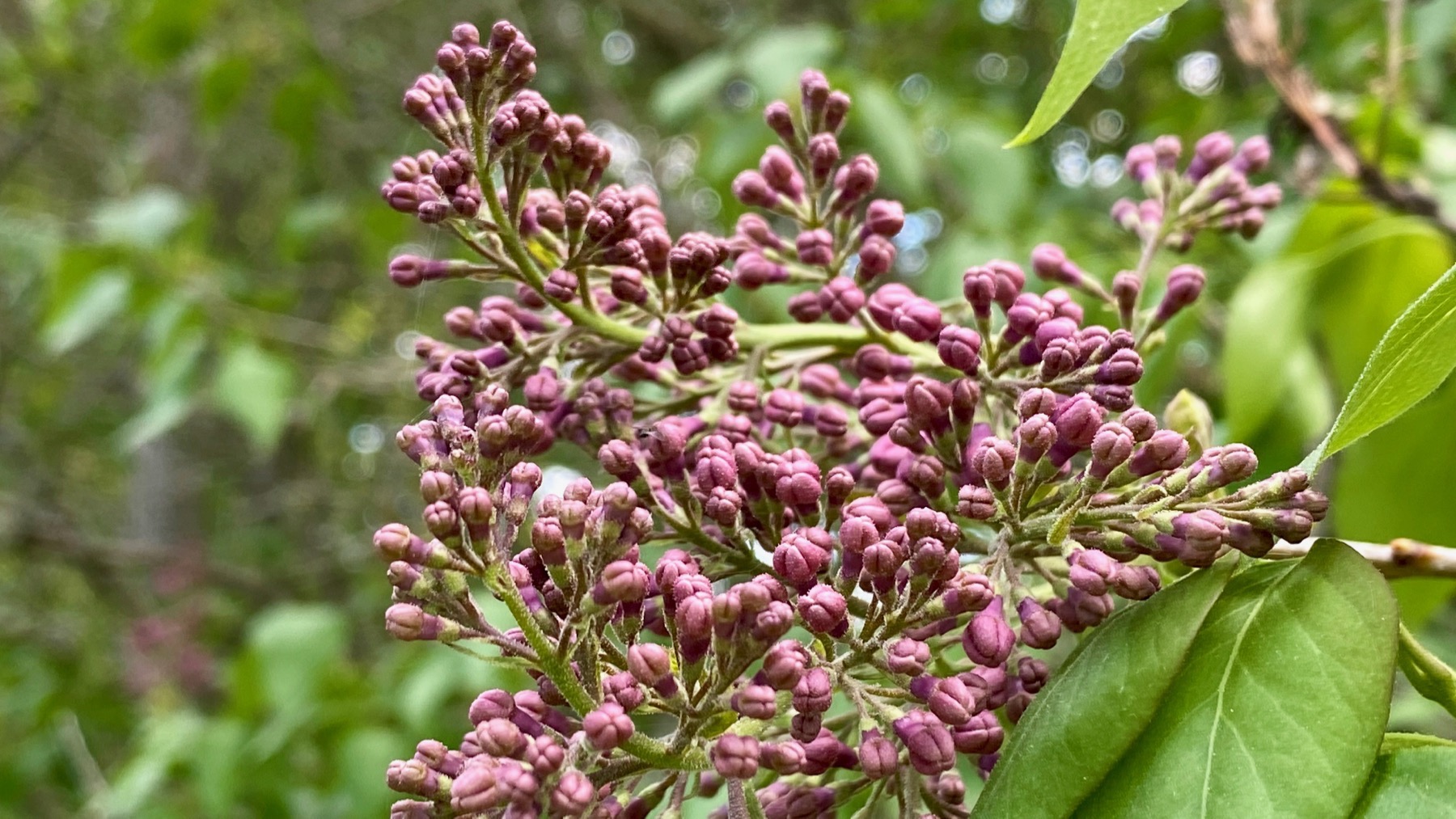 Lilac buds