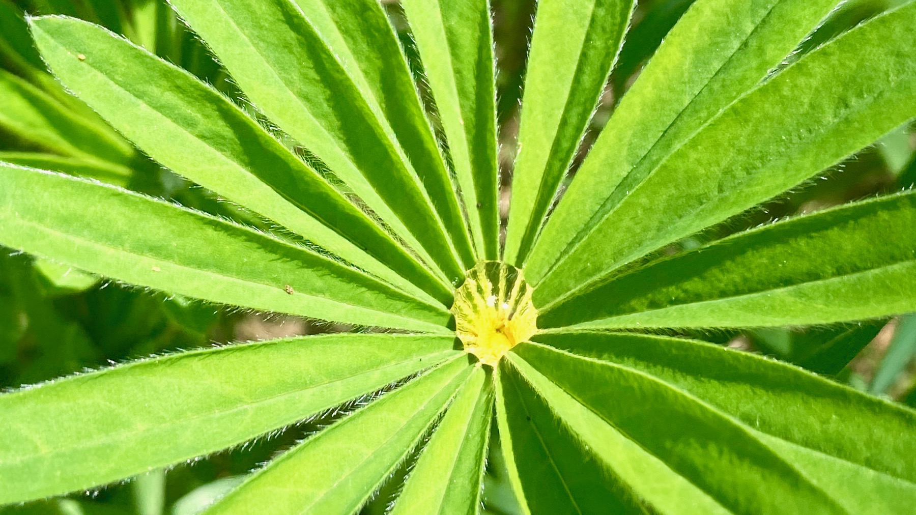 Lupine droplet