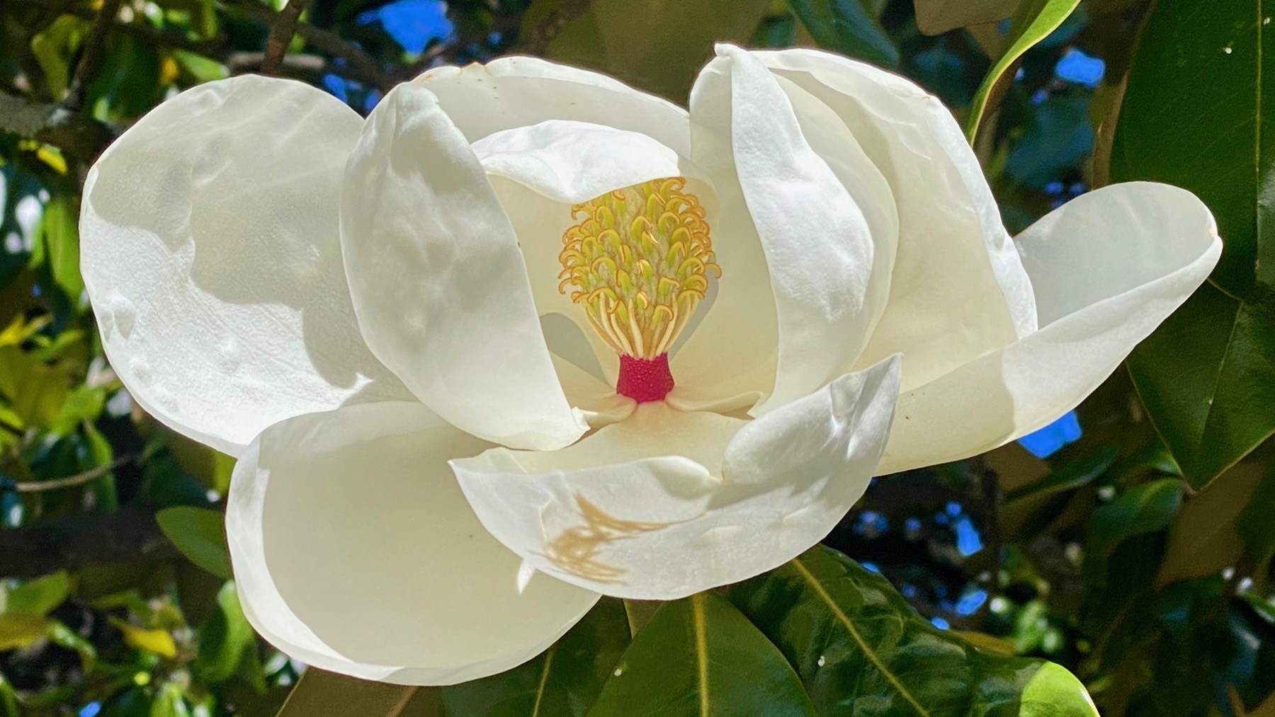 Magnolia no bee