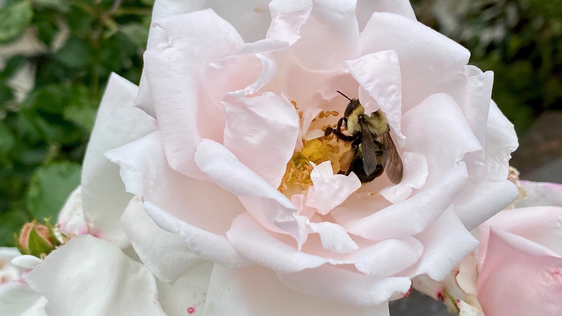 Rose bee