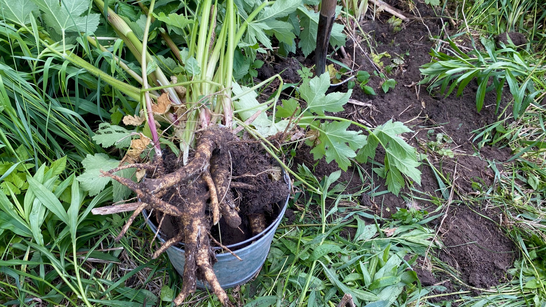 Cow parsnip roots