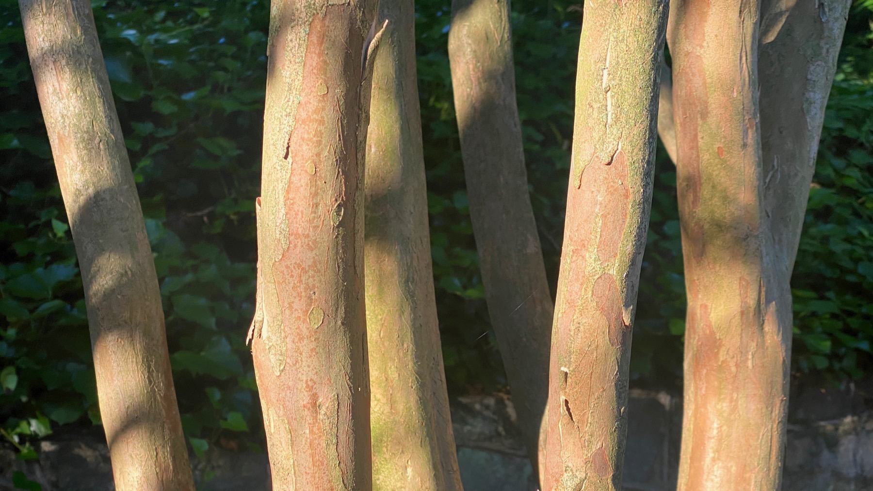 Crepe myrtle trunks