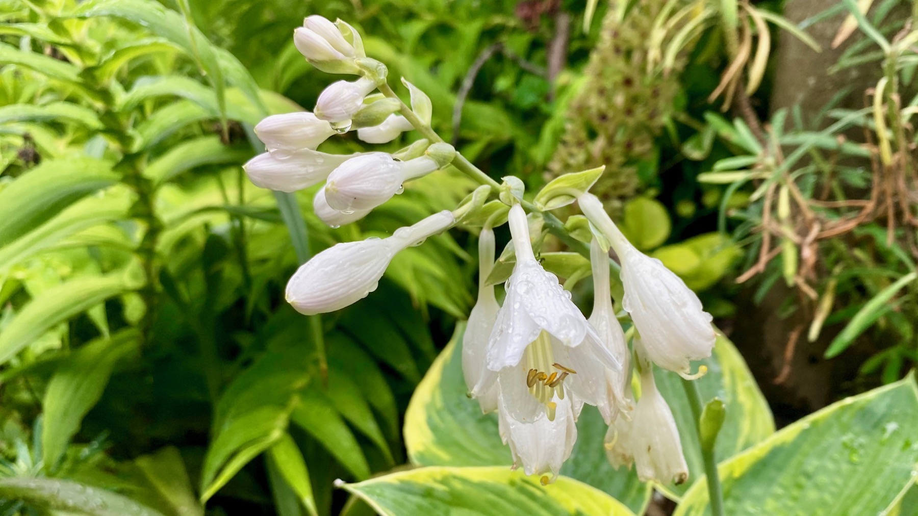 Hosta drippy