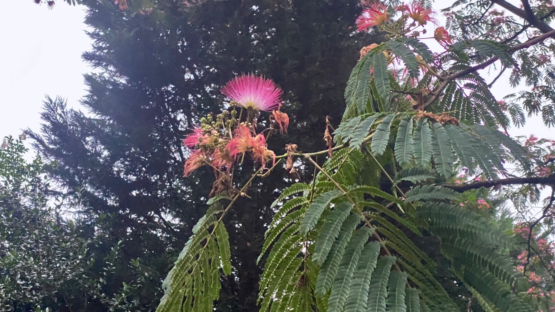 Mimosa blooms