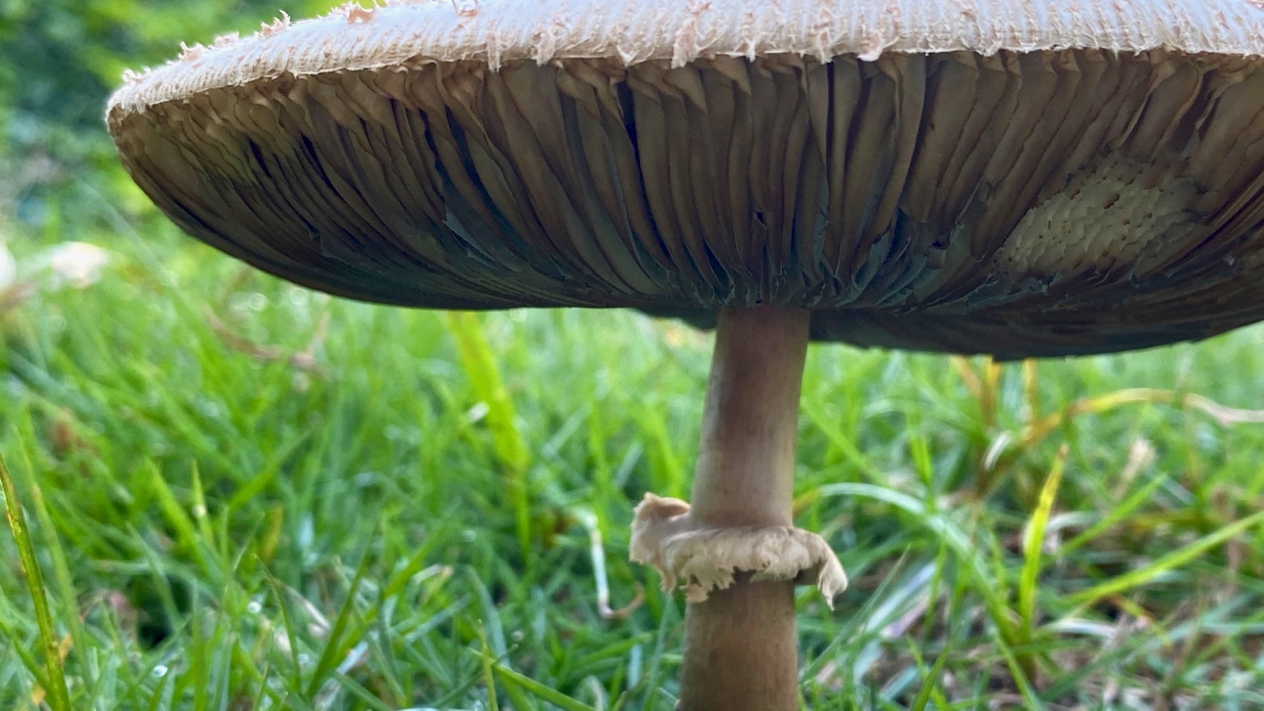 Mushroom under
