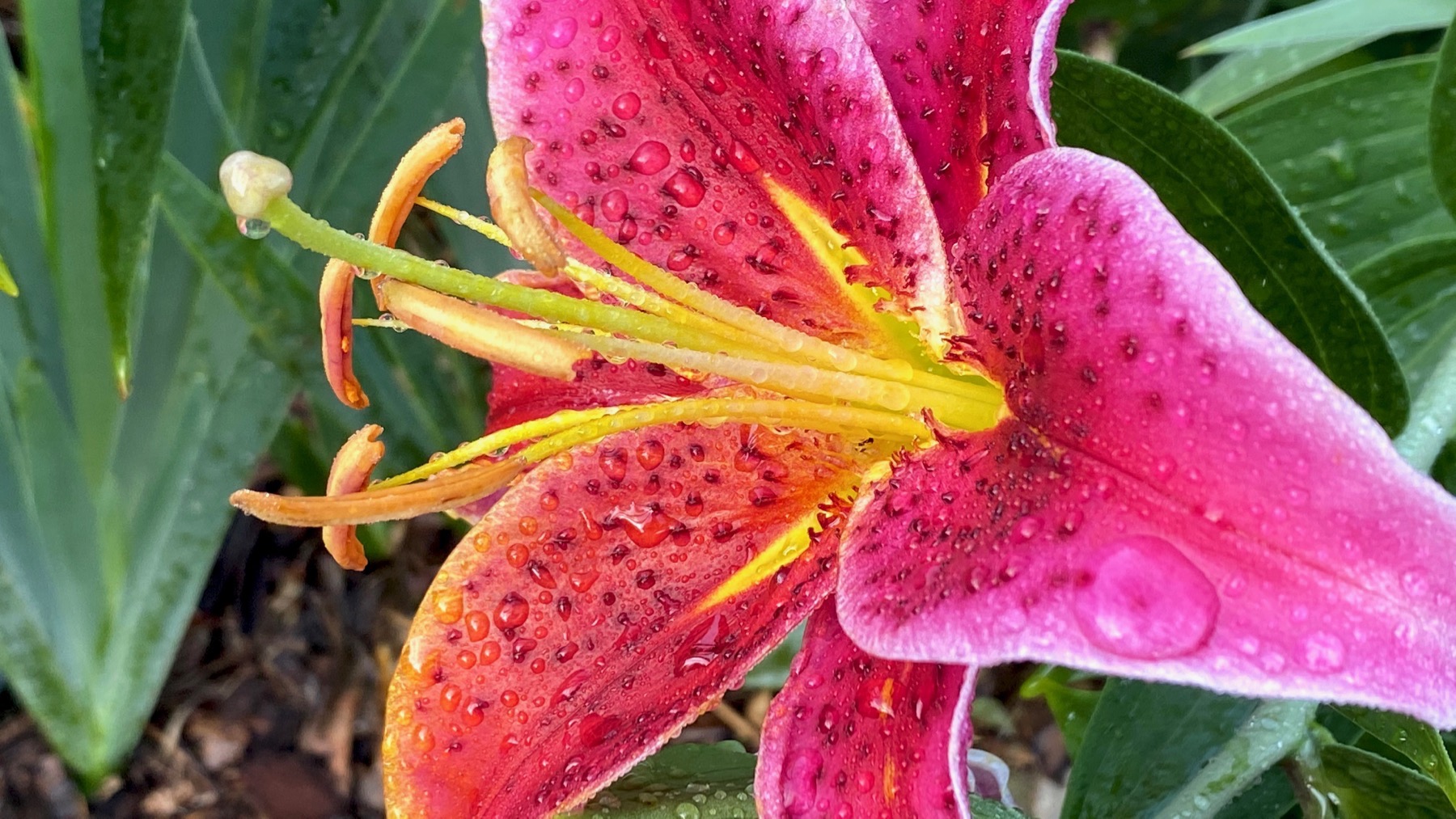 Lily loveliness
