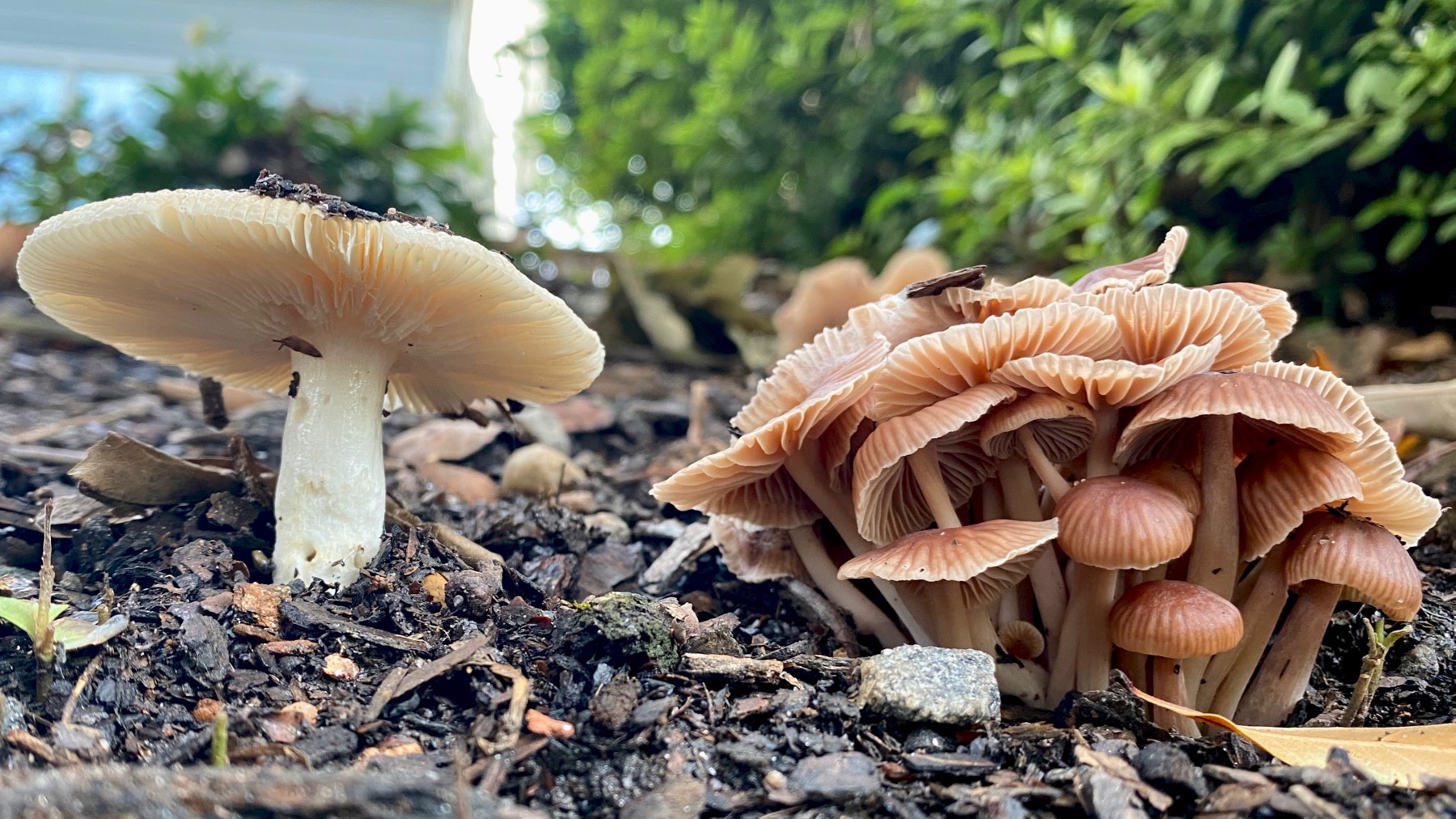 Mushroom duo