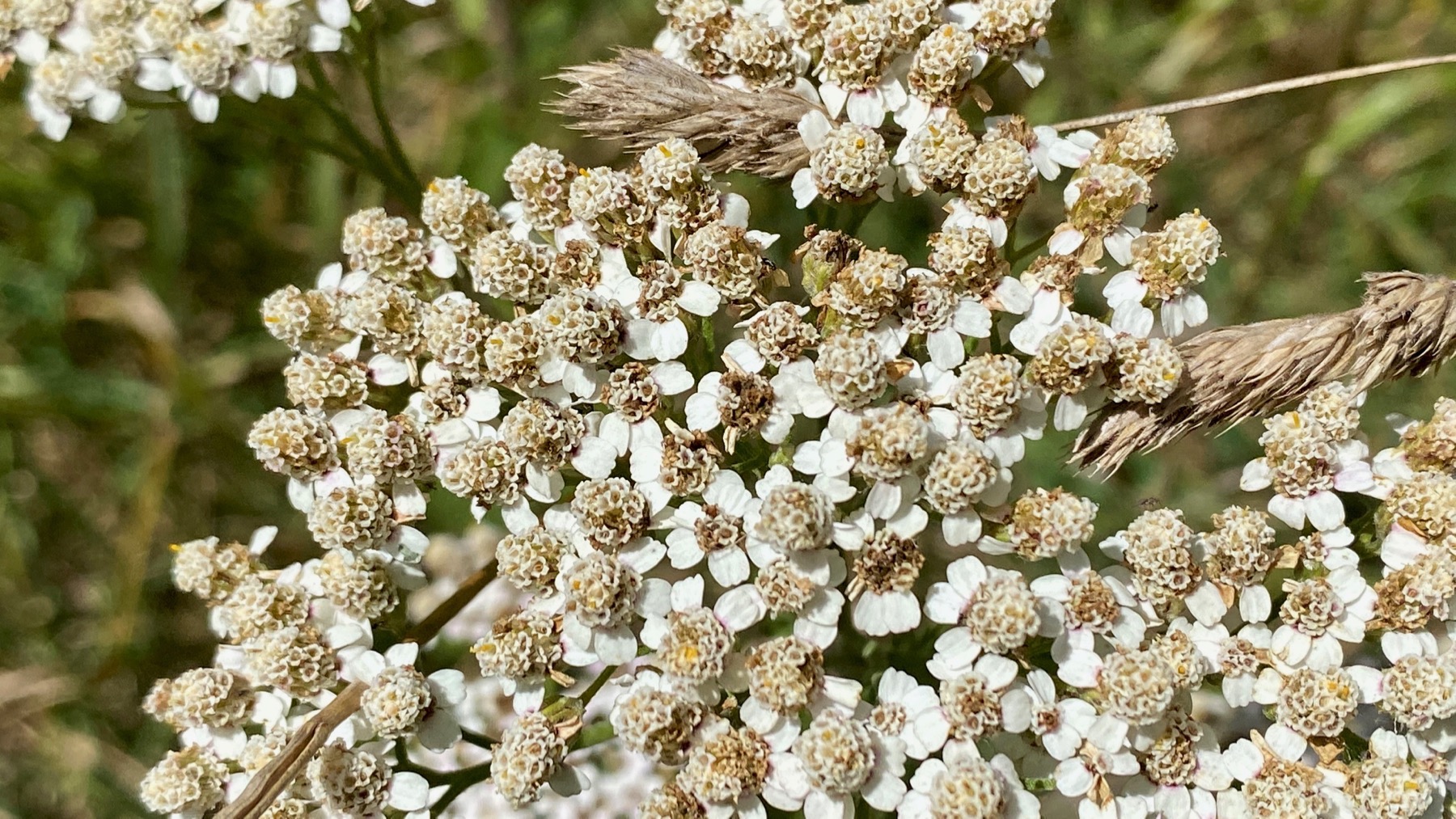 Flower capture