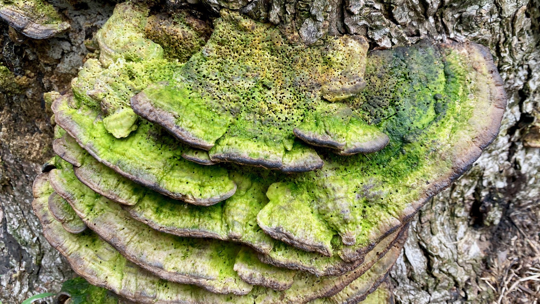 Moldy fungi
