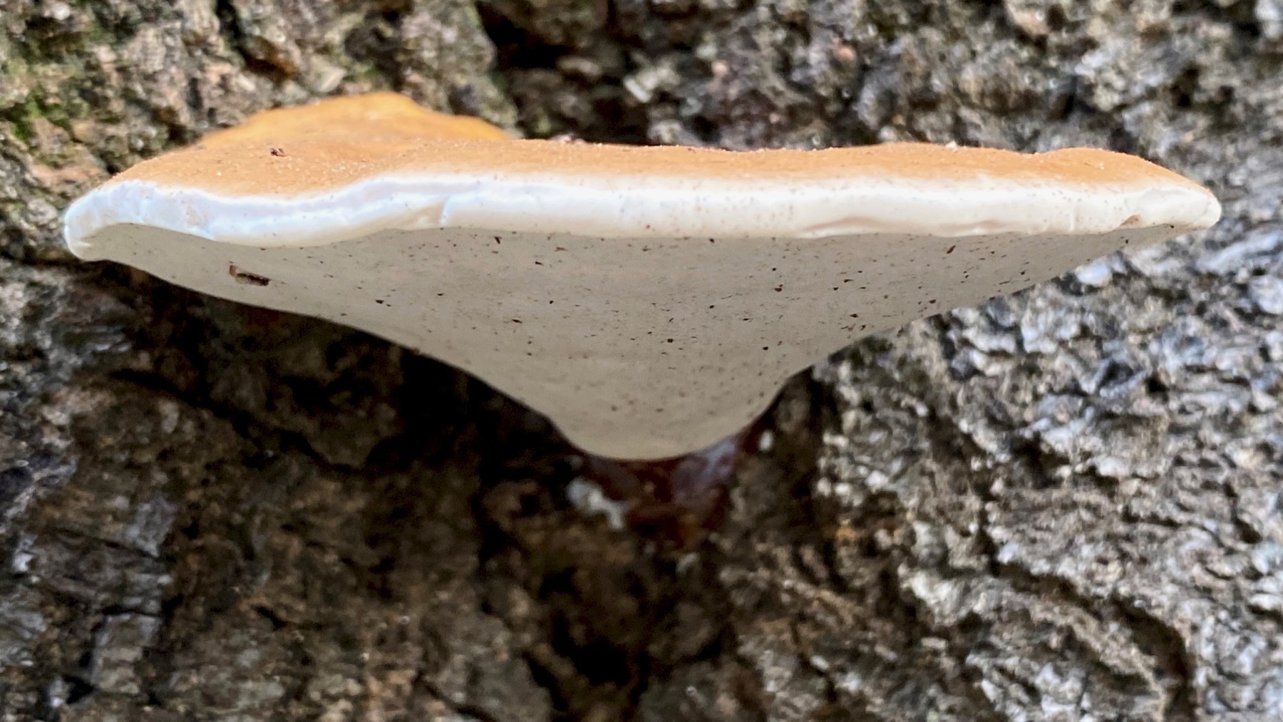 Shelf fungi edge
