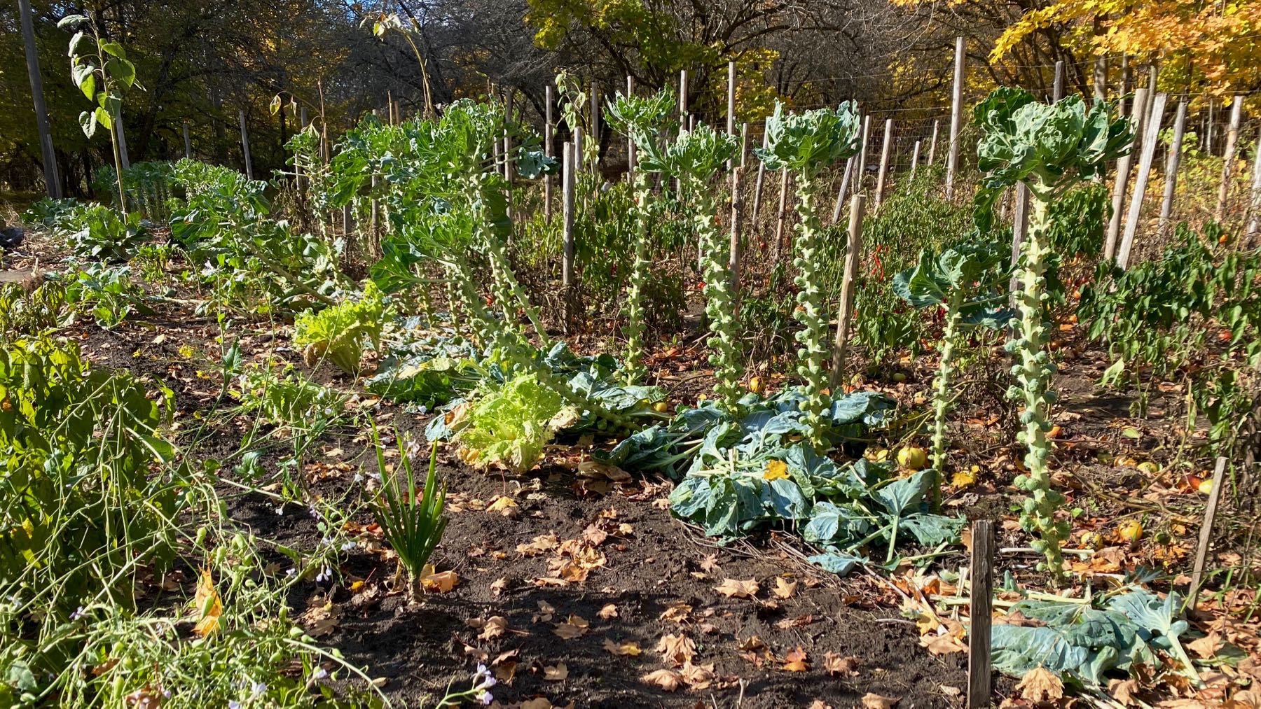 Brussels sprout trees