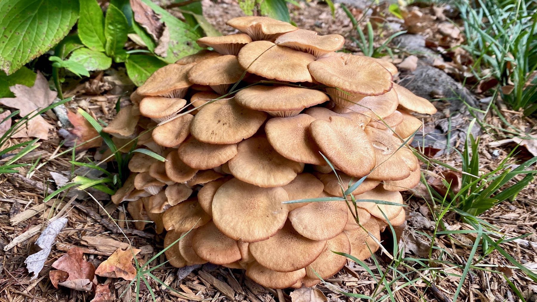 Fungal pile