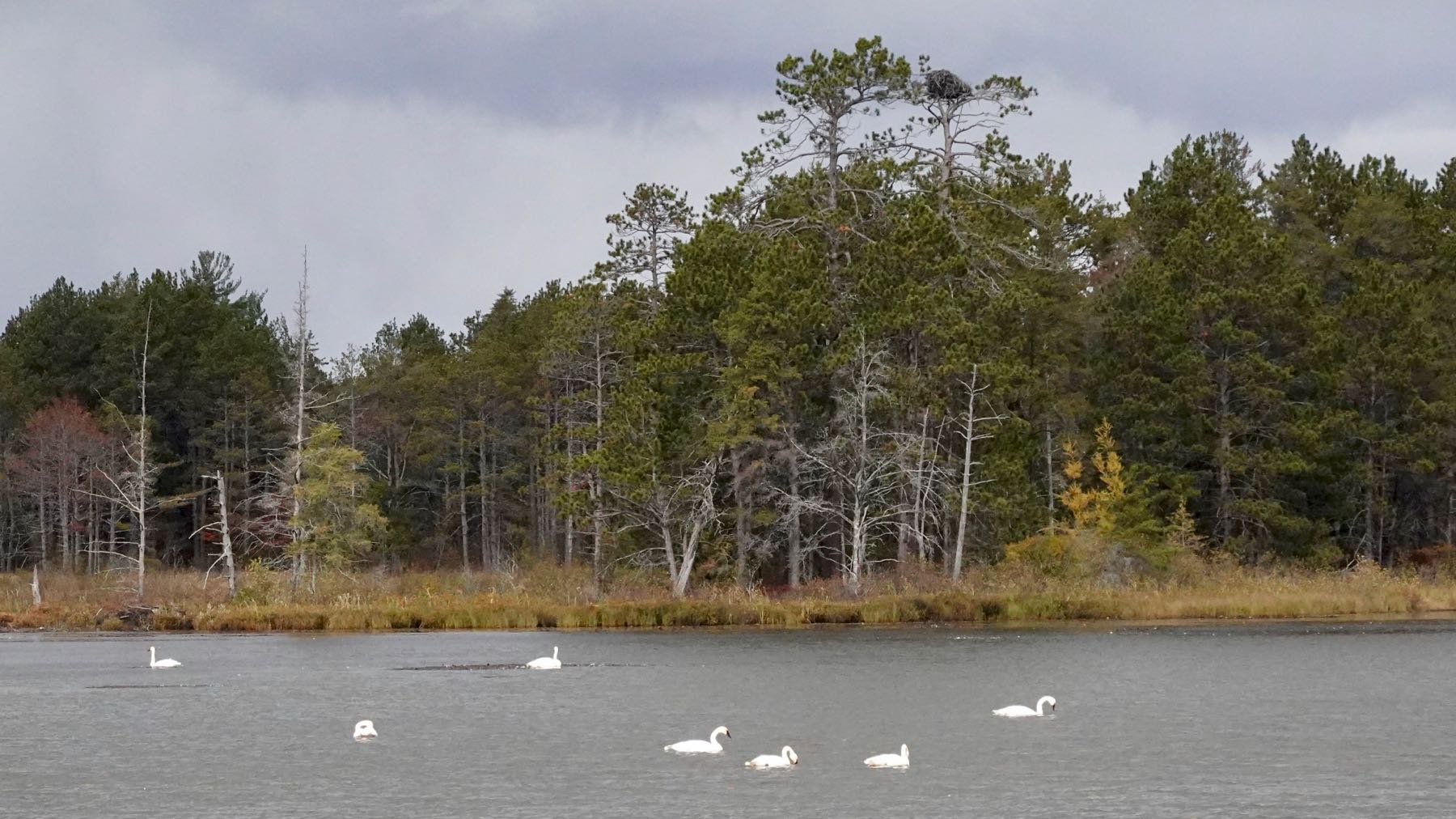 Refuge swans