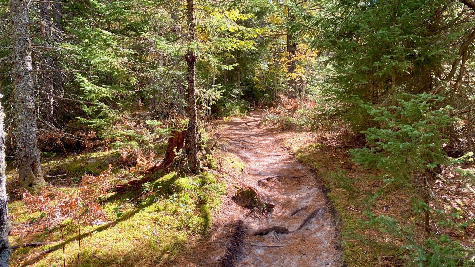 Woods trail